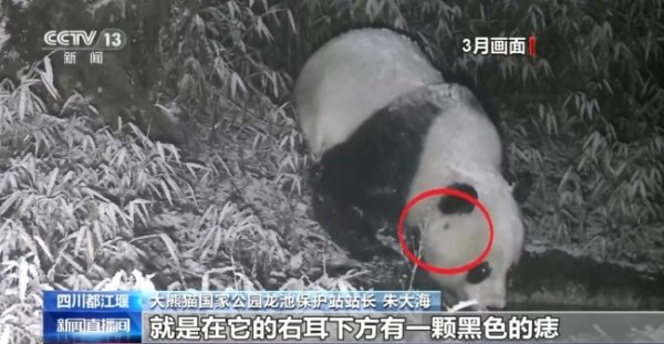 炒股配资网站就 罕见！野生大熊猫同点位高频活动